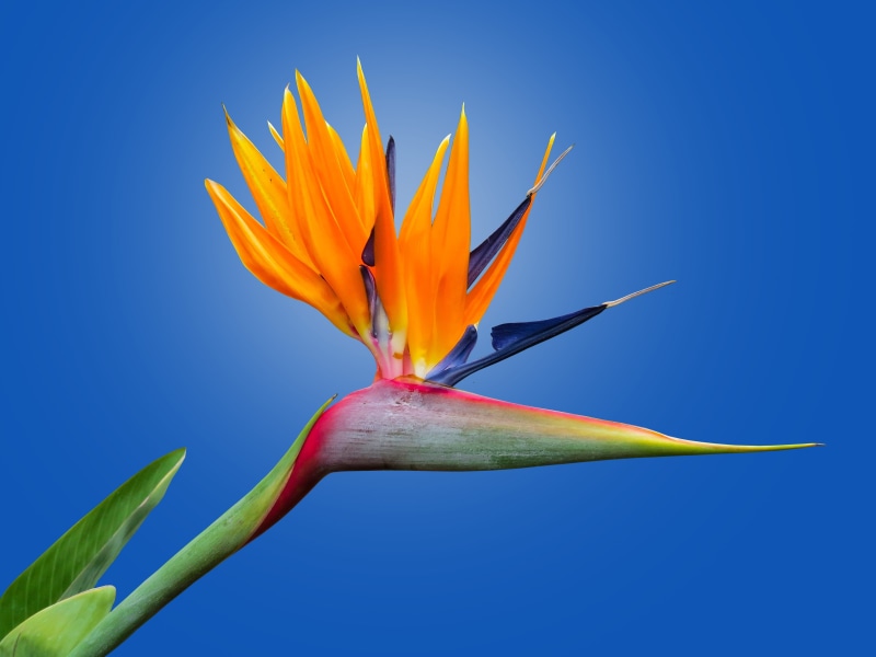 blue, close-up, 4K, clear sky, strelitzia orchids, flowers, beauty in nature, growth, vulnerability, bract, petal, sky, freshness, give, bird of paradise flower