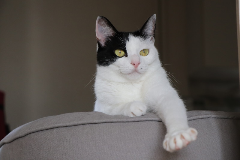 hello kitty, creatures, animal eye, pets, fur, no people, kitty, cute, the world of animals, black and white, domesticated, domestic, domestic cat, 5K