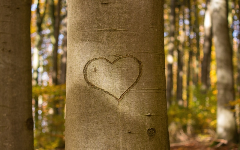 affection, mothers day, promise, nature, forest, trunk, romantic, romance, woodland, heart shape, day, orthographic symbol, light, positive emotion, tree