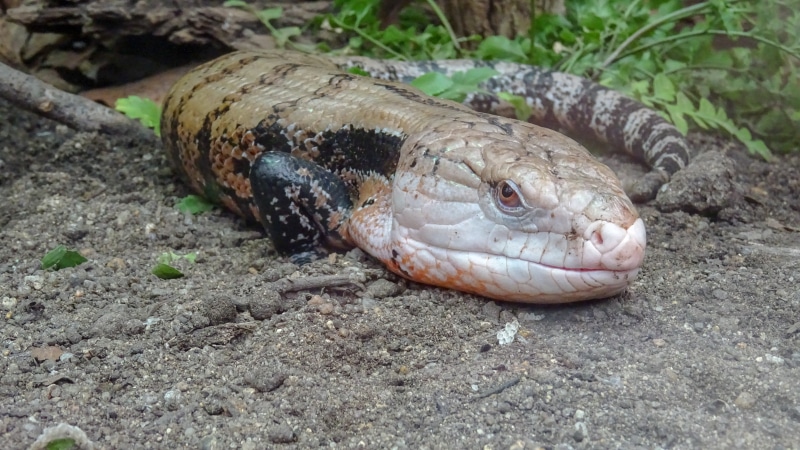 insane, focus on foreground, sand, rar, animal themes, solid, animal wildlife, details, vertebrate, day, eidechse, animals in the wild, fish, wildanimal