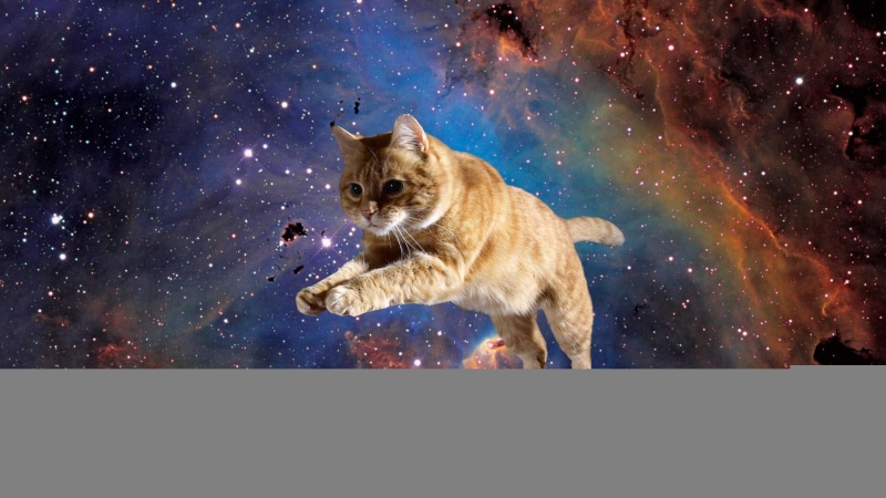 orange, stars, nebula, wtf, tabby, 1080P, animals, hd, cat