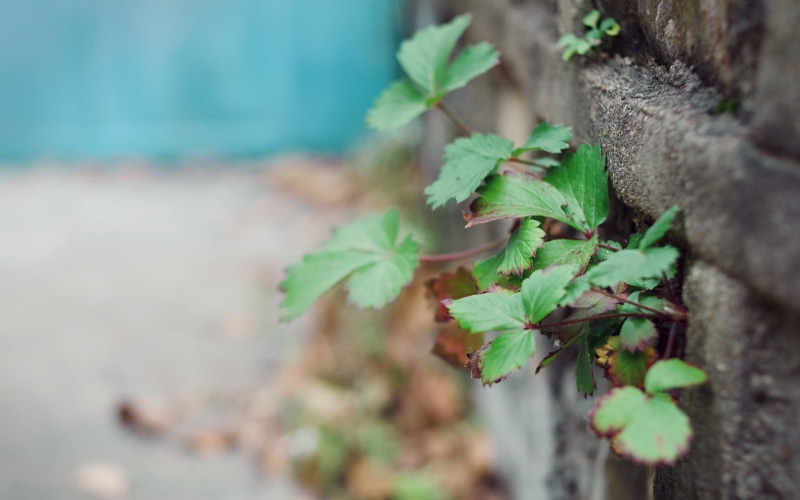 plants, 1080P, outdoors, leaves, WTF