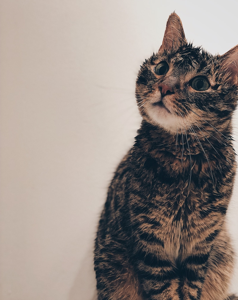 close, wtf, indoors, mammal, domestic animals, domestic cat, tabby, cut, feline, domestic, close-up, bathroom, bath, up, animal themes, looking up, kitten