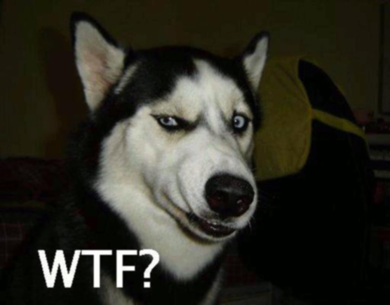 animals, funny, 480P, art, dogs, wtf, serious, hd, x