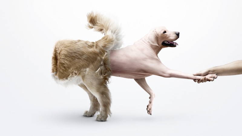 animals, hd, wtf, 1080P, dog