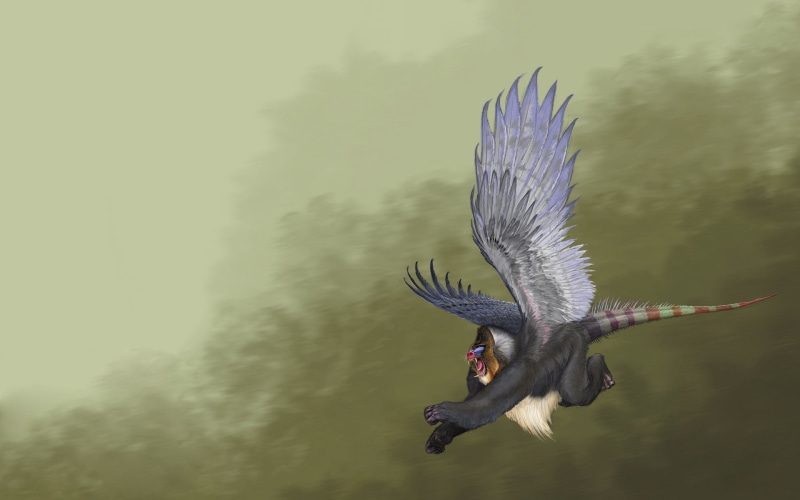 baboon, gray, digital/artwork, wtf, lizard, gorilla, edited, tail, wing, eagle, photo, 1080P, lizzard, hd, drawing