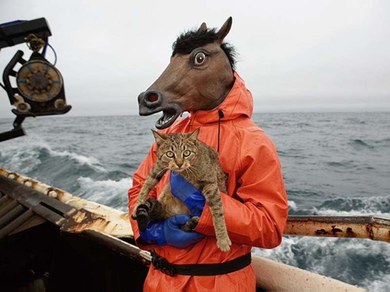 sea, wtf, animals, photomanipulation, art, 720P, thinkgeek, boat, cats, x, hd, horses, funny