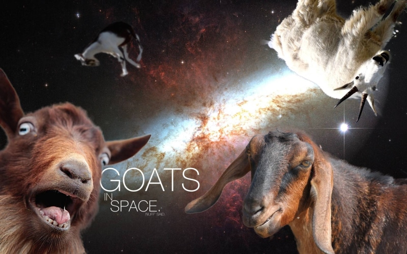 communication, animals in the wild, funny, vertebrate, one animal, humor, wtf, text, 1080P, close-up, indoors, mammal, nebula, pets, animal wildlife, domestic animals