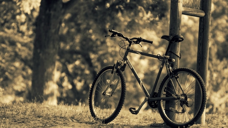 no people, tire, metal, tree, black, trunk, land, tree trunk, gray, bike, hardtail, focus on foreground, land vehicle, 1080P, plant, transportation, bicycle