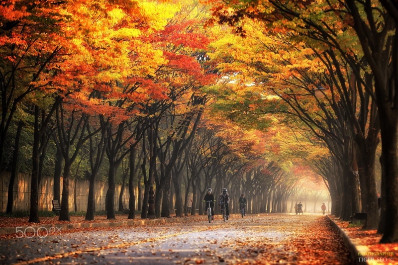 plant part, orange color, direction, leaf, bicycle, autumn collection, outdoors, beauty in nature, park, autumn, 480P, tranquility, plant, treelined, nature