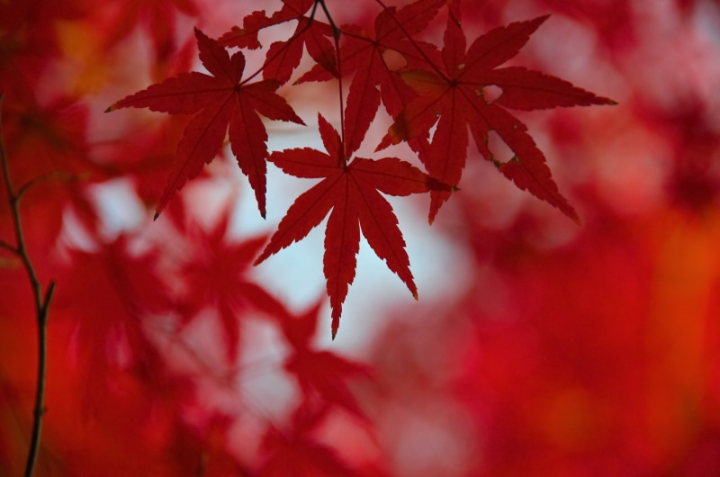 maple, season, branch, tree, october, maple leaf, yellow, red maple, Shinjuku  Tokyo, forest, red, Shinjuku Gyoen National Garden, plant, 東京, leaf, nature