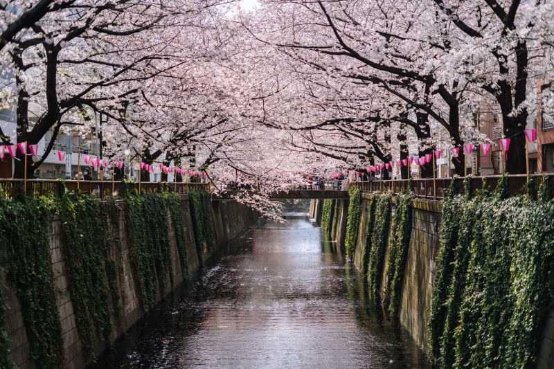 canal, footpath, 5K, river, tree, day, treelined, japan, branch, freshness, park, sakura, fragility, nature, fence, beauty in nature, plant, diminishing perspective