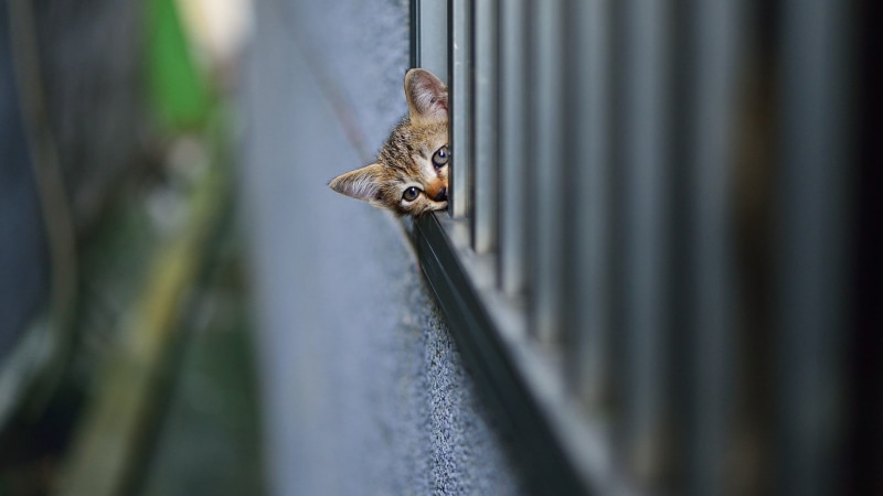 metal, 1080P, baby animals, day, full length, depth of field, kitten, looking, tabby, sparrow, bird, no people, one animal, kittens, focus on foreground