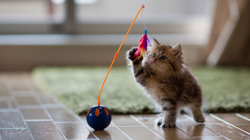 animals, nature, baby animals, 1080P, kittens, pet, carpets, persian, brown, cat, kitten, toys, tabby, wooden surface, depth of field, Ben Torode, indoors