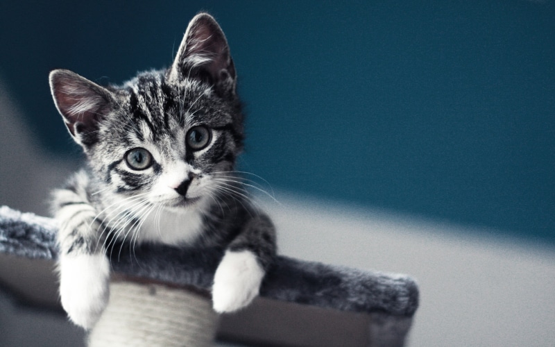 small, pet, kitten, baby, domestic, fluffy, portrait, animal Eye, 2K, whisker, looking at camera, cat, kittens, one Animal, vertebrate, young Animal, animal