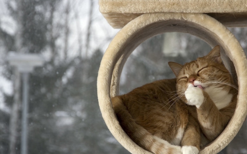 domestic cat, animal themes, one animal, mammal, domestic animals, animal, kittens, vertebrate, domestic, animals, cat, nature, day, portrait, 720P, snow