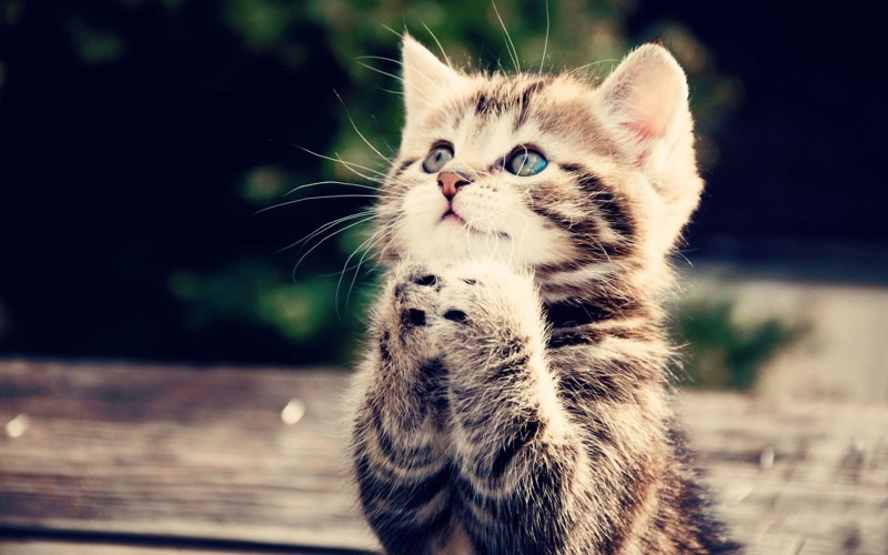 whisker, feline, day, kittens, animal eye, animal body part, focus on foreground, close-up, domestic cat, animal, one animal, gray, looking up, no people