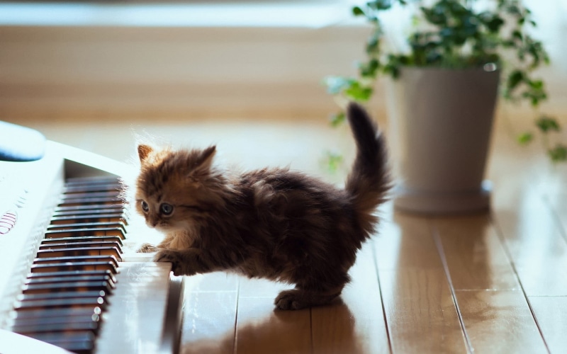 brown, wood, canine, cat, animal, mammal, grey, flooring, dog, baby animals, no people, vertebrate, domestic animals, small, domestic cat, hardwood floor