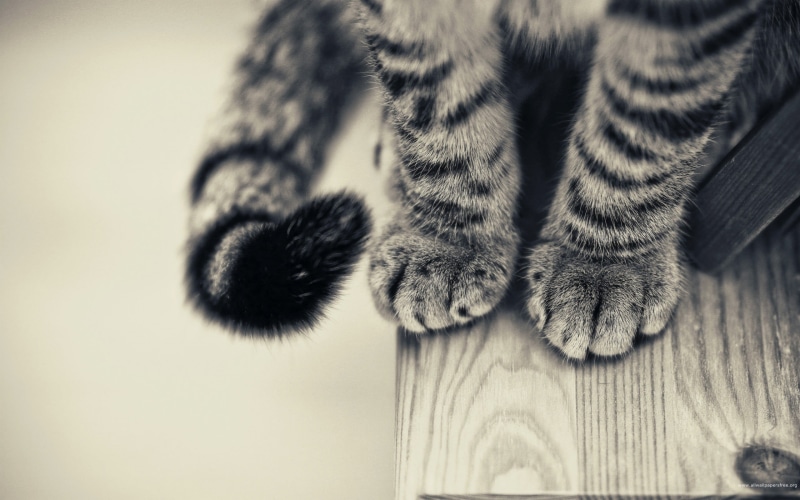 feline, wooden surface, paw, one animal, monochrome, domestic, no people, relaxation, animal, tabby, animal themes, 2K, silver, mammal, vertebrate, domestic cat