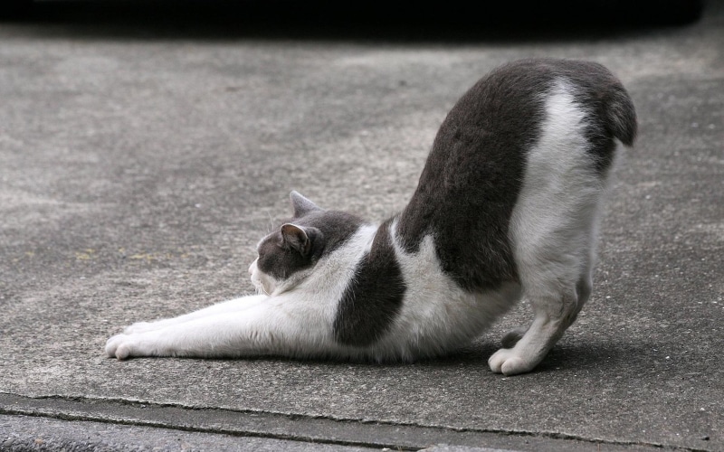 catch, spotted, catch up, cat, without a tail, without, 1080P, tail