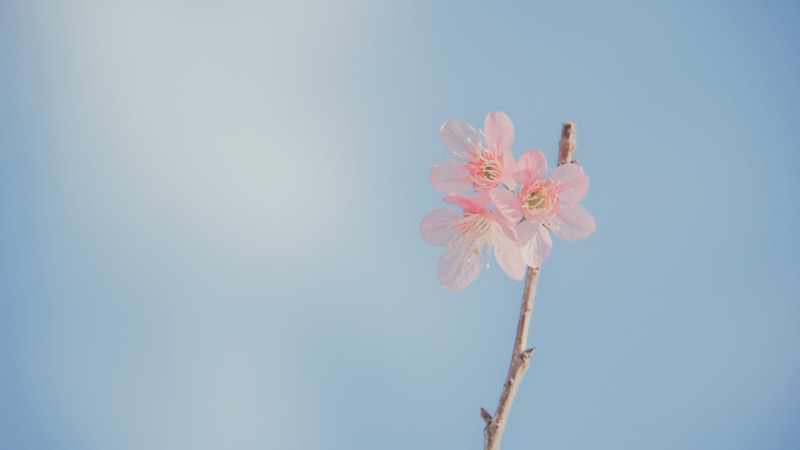 sky, enjoying, nature, aerial, flowering plant, blossom, cup, decoration, morning, leisure, springtime, copy space, pink, romantic, tender, feminine, growth
