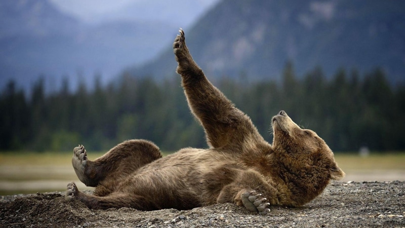 4K, cute, wild animal, sweet, bear, alaska, enjoy, lie, grizzly