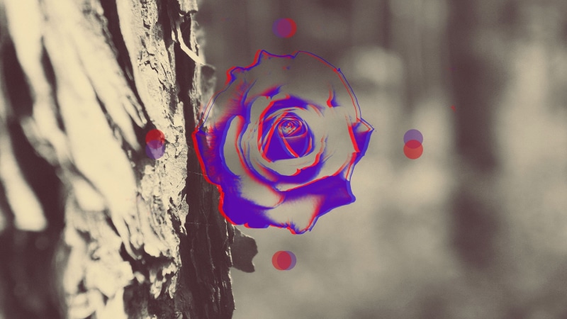 wood - material, selective focus, petaled, food and drink, anaglyph 3D, tree trunk, heart shape, flower, plant, abstract, 2K, trunk, focus on foreground