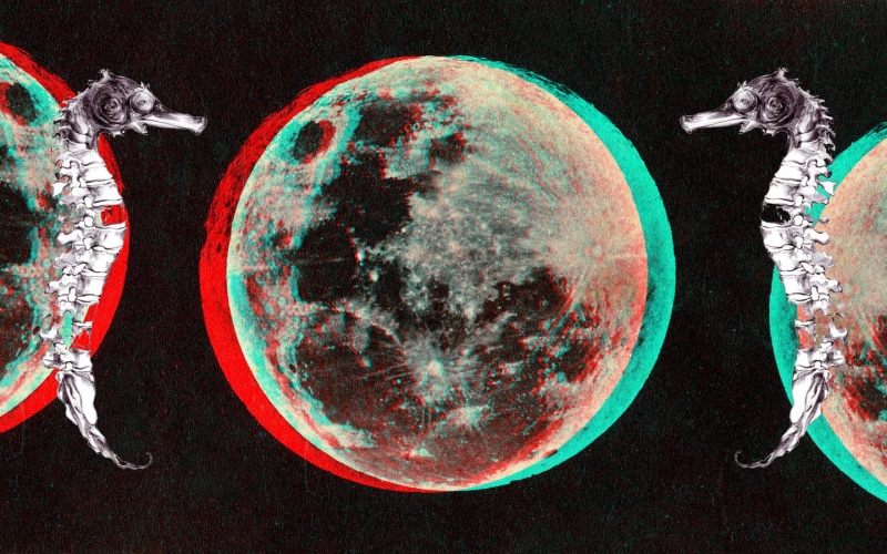 directly above, design, planetary moon, christmas, 3D, space, anaglyph 3D, seahorse, close-up, no people, indoors, circle, shape, sky, red, Moon, sphere
