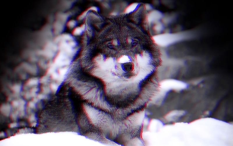 mouth open, close-up, people, anaglyph 3D, white, animal body part, gray, winter, domestic animals, portrait, vertebrate, outdoors, pets, mammal, whisker