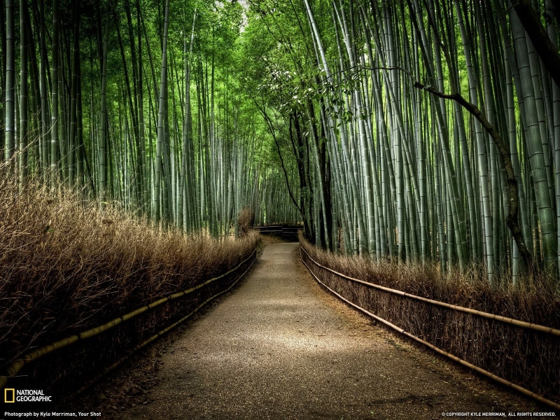 pathway, forest, National Geographic, solice, bamboo, 720P