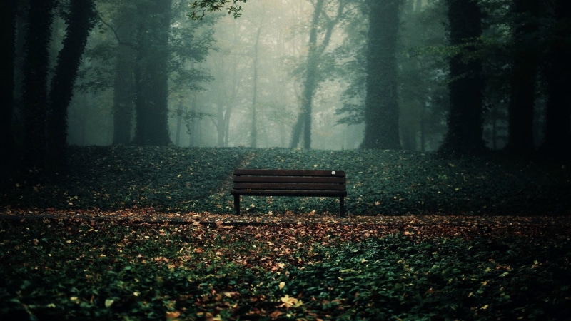 bench, no people, beauty in nature, trunk, day, 1080P, solice, outdoors, land, tranquil scene, change, seat, tree trunk, tranquility, park bench, park