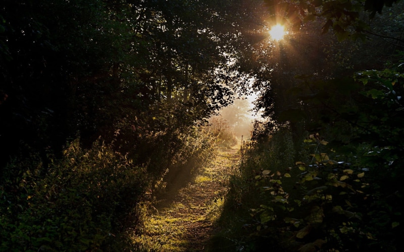 footpath, plant, sunbeam, trees, photography, lens flare, outdoors, trail, sky, road, direction, plants, non-urban scene, land, 1080P, growth, tranquility