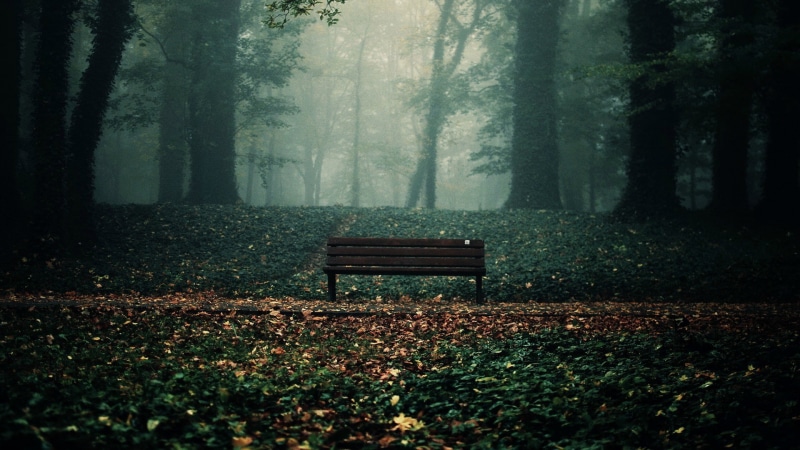 forest, solice, 1080P