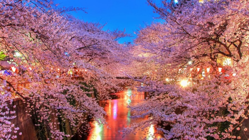 japan, pink, asia, o-hanami, sky, nature, blosson, 1080P, sakura, flowers, river, spring, light