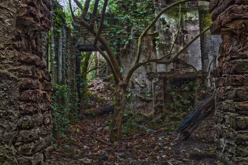 house, old, ruin, woodland, green color, tree trunk, outdoors, tranquility, transience, non-urban scene, dark, trunk, gloomy, window, ailing, 4K, forest
