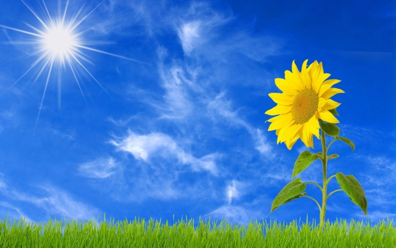 growth, wind, sunlight, nature, springtime, freshness, landscape, yellow, flower, plant, sunflower images for backgrounds desktop, 1080P, flower head