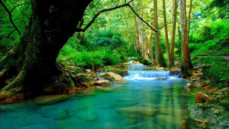 flowing water, rainforest, hd, motion, outdoors, mobile, tranquil scene, woodland, phones, trees, desktop, rocks, non-urban scene, no people