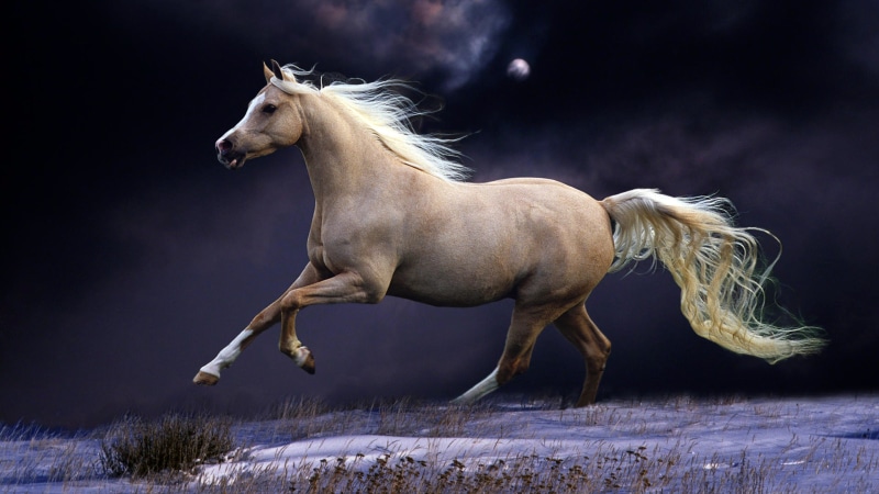 horse, moon, tablet, ultra, desktop, gallop, hd, snow, mobile, 5K, laptop, moonlight, cover