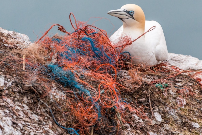 helgoland, day, beak, animal wildlife, no people, web, one animal, bird nest, bird die, perching, fishing net, 1080P, vertebrate, rock breeder, safety net