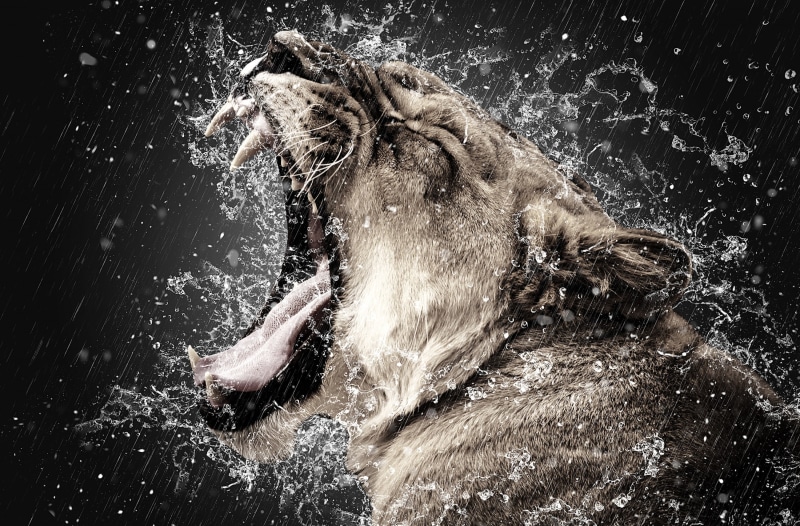 2K, photomanipulation, animal wildlife, nature, open, animal, Creative, domestic animals, outdoors, one animal, Photoshop, Aero, Water, swimming