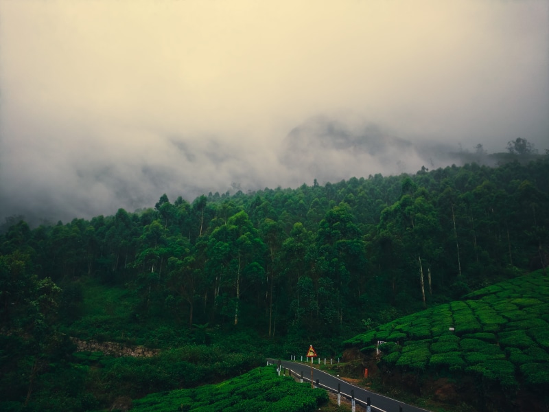 outdoors, kerala, sky, pines, plant, ecology, nature, fog, mountains, landscape, forest, hills, no people, tranquil scene, trees, estate, cloud - sky, tranquility