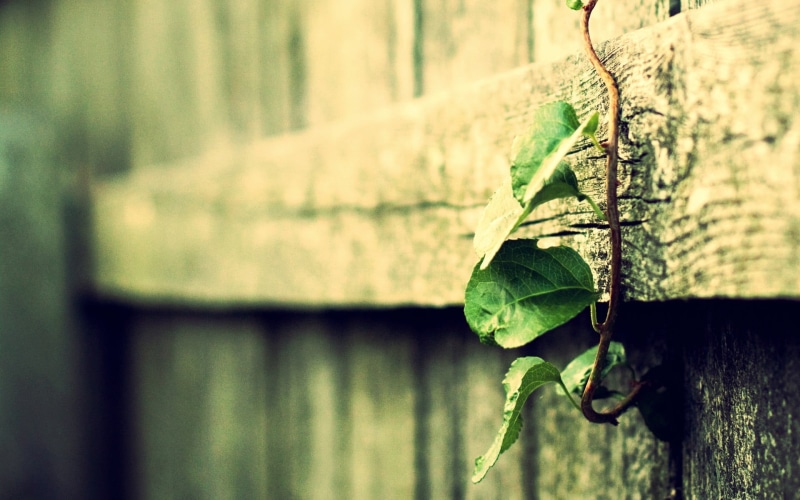 outdoors, rural Scene, leaves, animal wildlife, obsolete, wooden, backgrounds, plants, filter, selective focus, 1080P, no People, growth, old-fashioned
