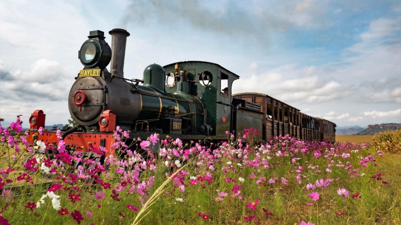 grass, 4K, spring, rail transport, vintage, landscape, tree, meadow, flower, wildflower, field, steam locomotive, locomotive, track, train