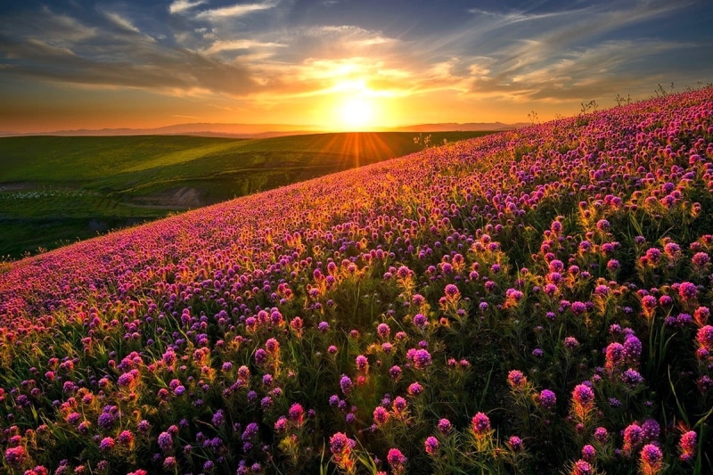 flower head, spring, cloud - sky, 480P, flowering plant, land, outdoors, sunlight, idyllic, nature, tranquility, flowerbed, flowers, sky, growth, tranquil scene