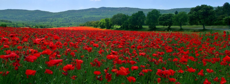 mountains, meadow, red, petaled, hills, poppies, grass, 2K, flowers, flower, trees, field