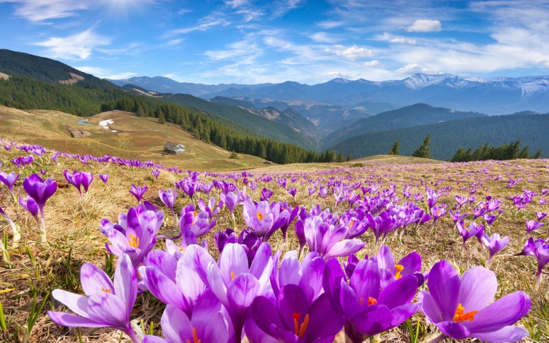 crocus, 2K, multi, mountains, spring, field, meadow, sky, petaled, sun, purple, flowers, flower