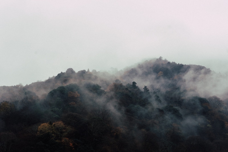 view, 4K, outdoors, forest, pines, smog, aesthetic, landscape, fog, plant, tree, mountain peak, rainforest, summit, scenics - nature, beauty in nature