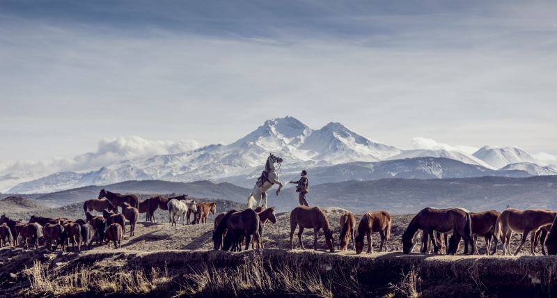 animals in the wild, animal themes, cold temperature, scenics - nature, landscape, nature, herd, peak, rugged, daytime, rear, person, erciye, wild, equine