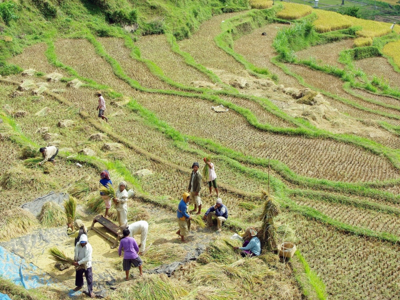 crop, group of people, Rice, lifestyles, Indonesia, land, rural scene, women, environment, farmer, high angle view, Winnowing, nature, landscape, Bali