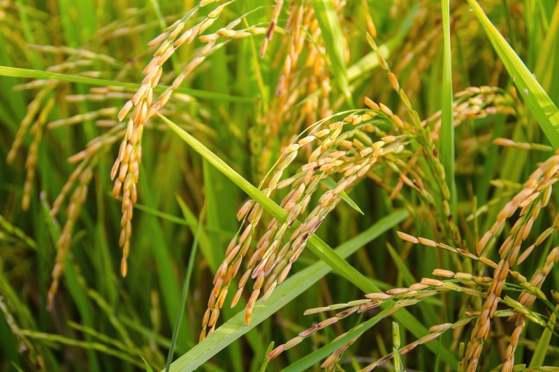 summer, growth, plantation, day, ripe, sheaves of rice, cereal Plant, leaf, rice, crop, field, asia, 2K, beauty in nature, gold, food, landscape, no people